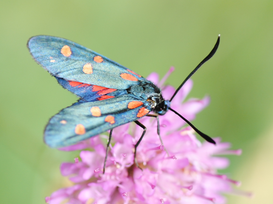 Zygaena transalpina?